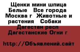 Щенки мини шпица Белые - Все города, Москва г. Животные и растения » Собаки   . Дагестан респ.,Дагестанские Огни г.